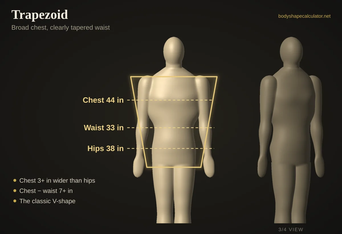 3D male trapezoid body shape with 44 in chest, 33 in waist and 38 in hips, traced by a trapezoid outline